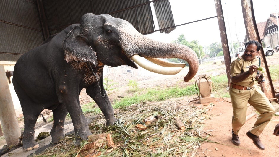 HumanElephant Conflict Taking Heavy Toll in Chhattisgarh
