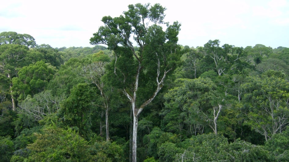 To Combat Land Degradation Government Plans 1400 Km Long Green Wall In Northwest India The Weather Channel Articles From The Weather Channel Weather Com