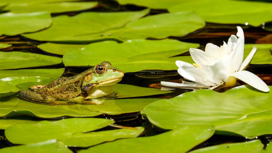 The Link Between Weather And Frog Romances