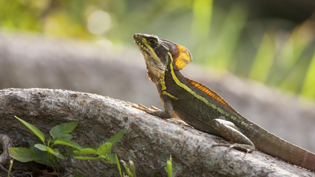 Lizards in US Exhibit Rapid Adaptation to Colder Temperatures; Provide