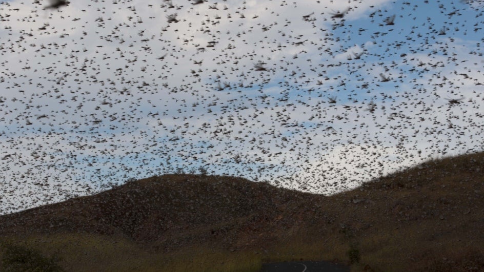 Tidda Fever Locust Invasion Keeps Northwest India on Its Toes
