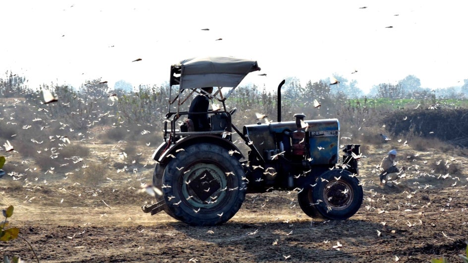 TWC Explainer Everything You Need to Know About Locust Swarms Wreaking Havoc Across India