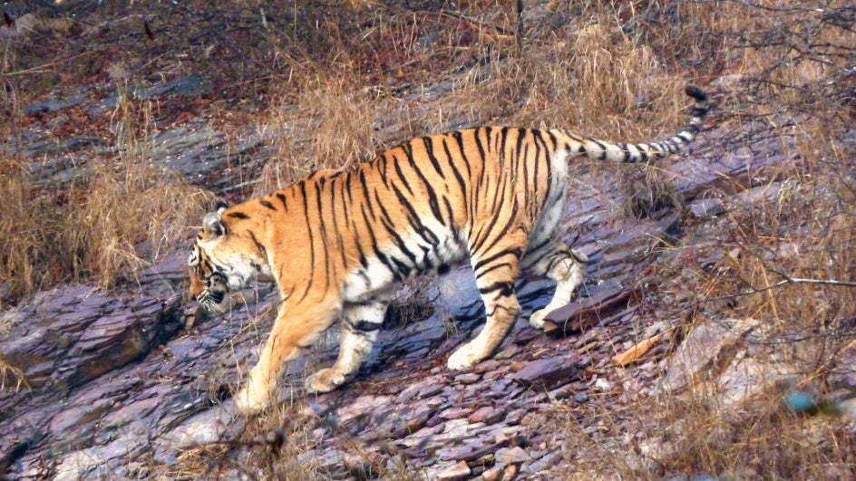 ‘World’s Most Famous Tiger’ Wins Best Environment Film Award