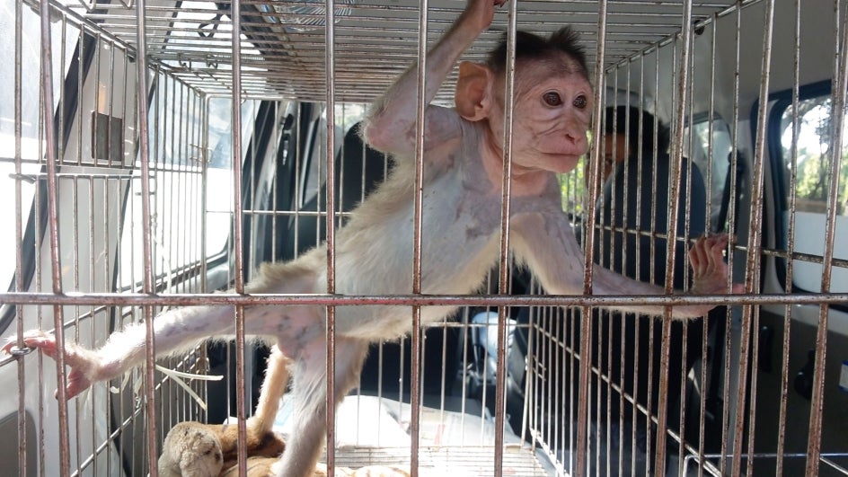 'Alcoholic' Monkey Handed Life Sentence Behind Bars in Kanpur Zoo