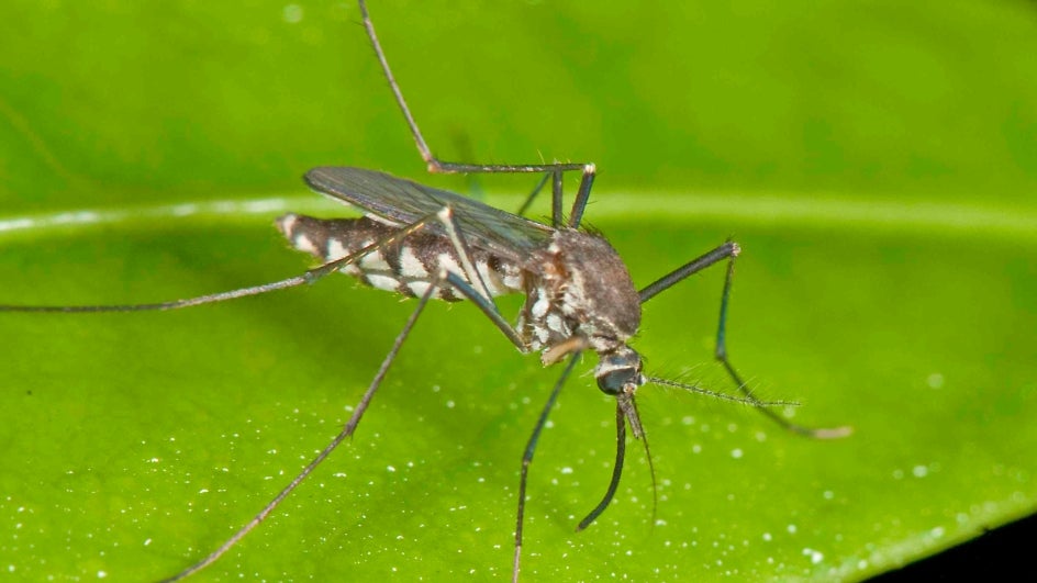 Mosquito Outbreak