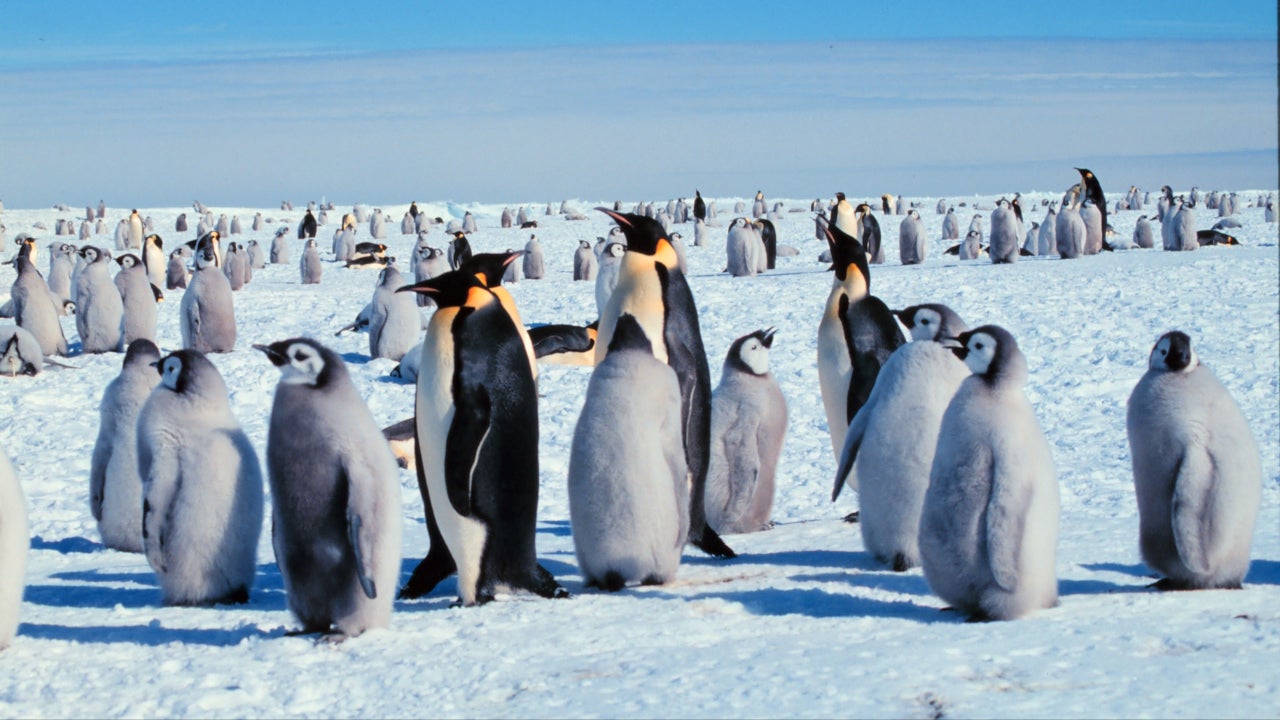 Bird Flu Kills Antarctica Penguins in a First! Could Spur a Modern