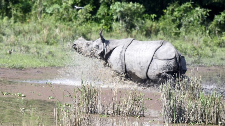 Kaziranga national park essay in assamese 150 words picture