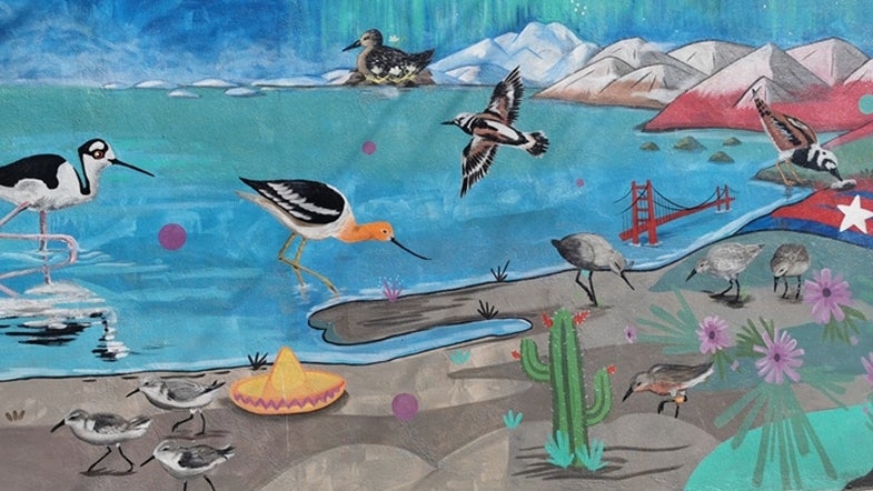 Wildlife Conservation Society crea una pintura de 30 metros de largo para crear conciencia sobre las aves playeras migratorias |  The Weather Channel – Artículos de The Weather Channel