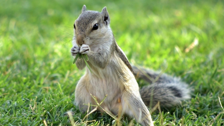 Squirrels in US Test Positive for Bubonic Plague