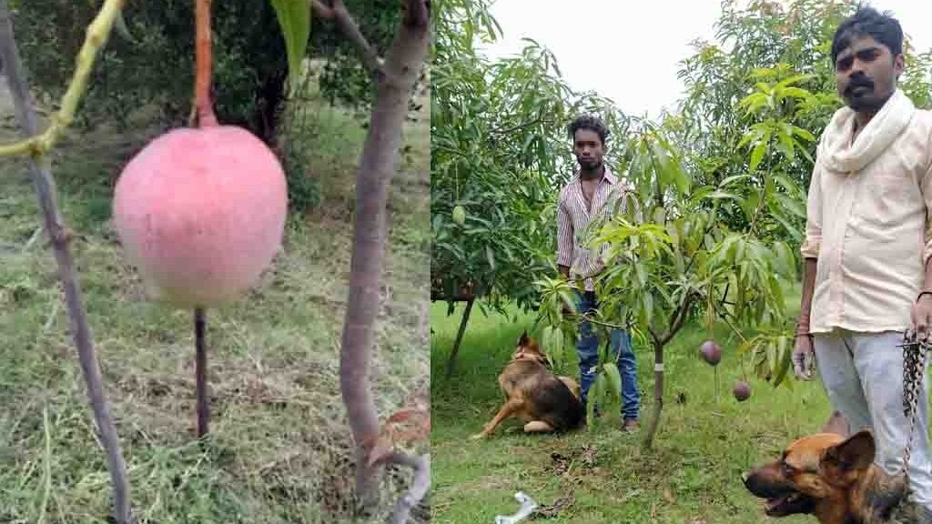 When Life Gives You Mangoes Madhya Pradesh Orchard Owner Grows Exotic