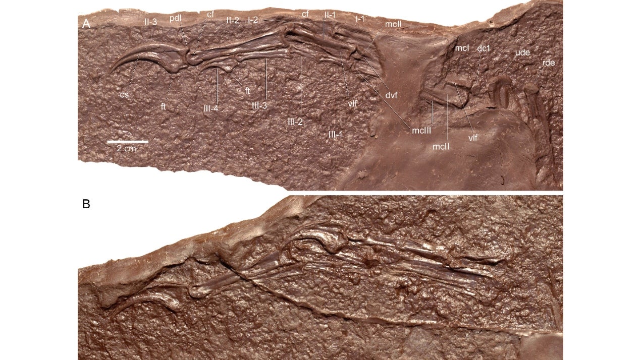 This NewFound Dinosaur Species Has Peculiar Hand Structure Unlike Any