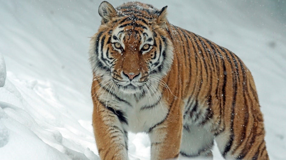Tigers Discovered on Snow-covered Mountains in Arunachal Pradesh