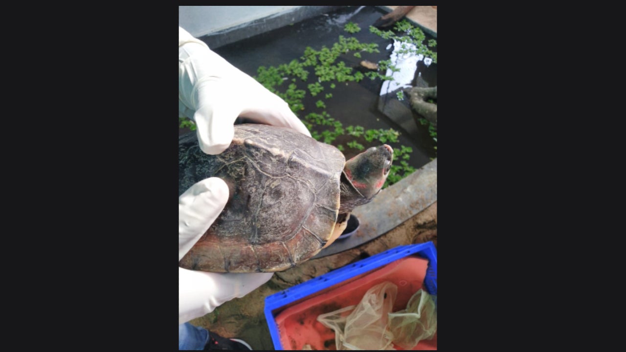 108 Endangered Indian Roof Turtles Rescued From Lucknow