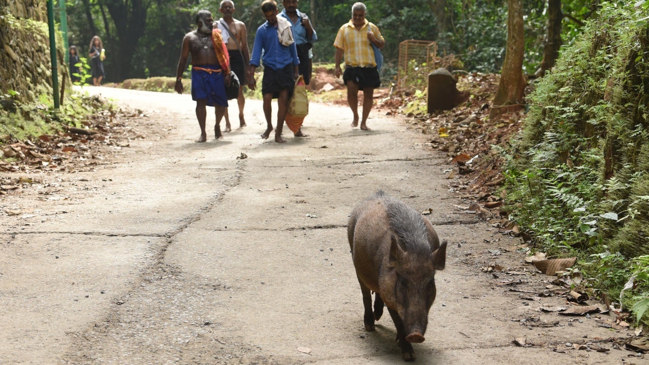 Wild Boar Deaths in Tamil Nadu Sparks Concerns of African Swine Flu