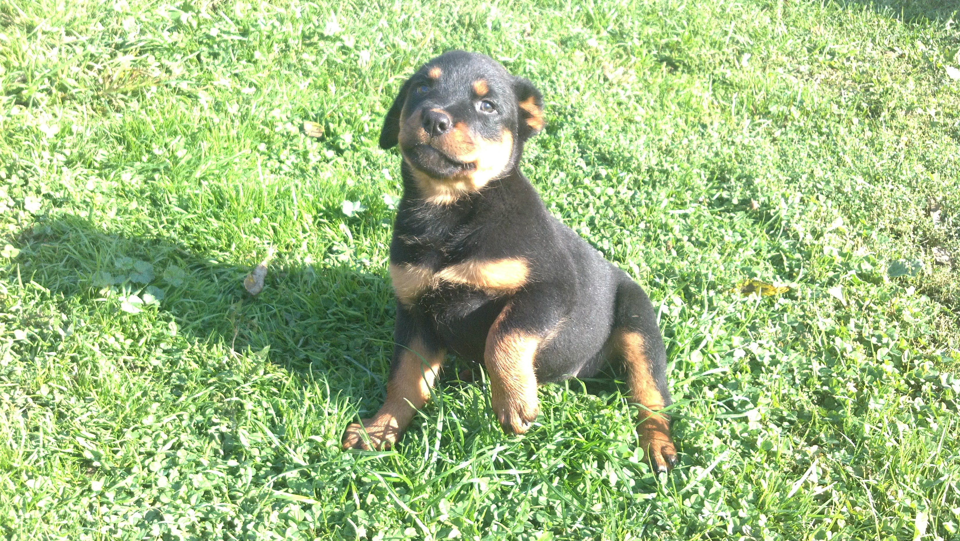 How to Remove and Prevent Ticks on Your Pet