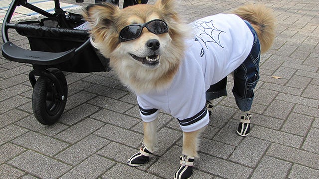 Demographic Doom: Replacing Kids with Pampered Pets