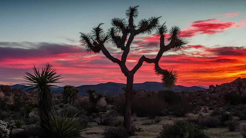 Joshua Trees Could Be Listed as Endangered Species