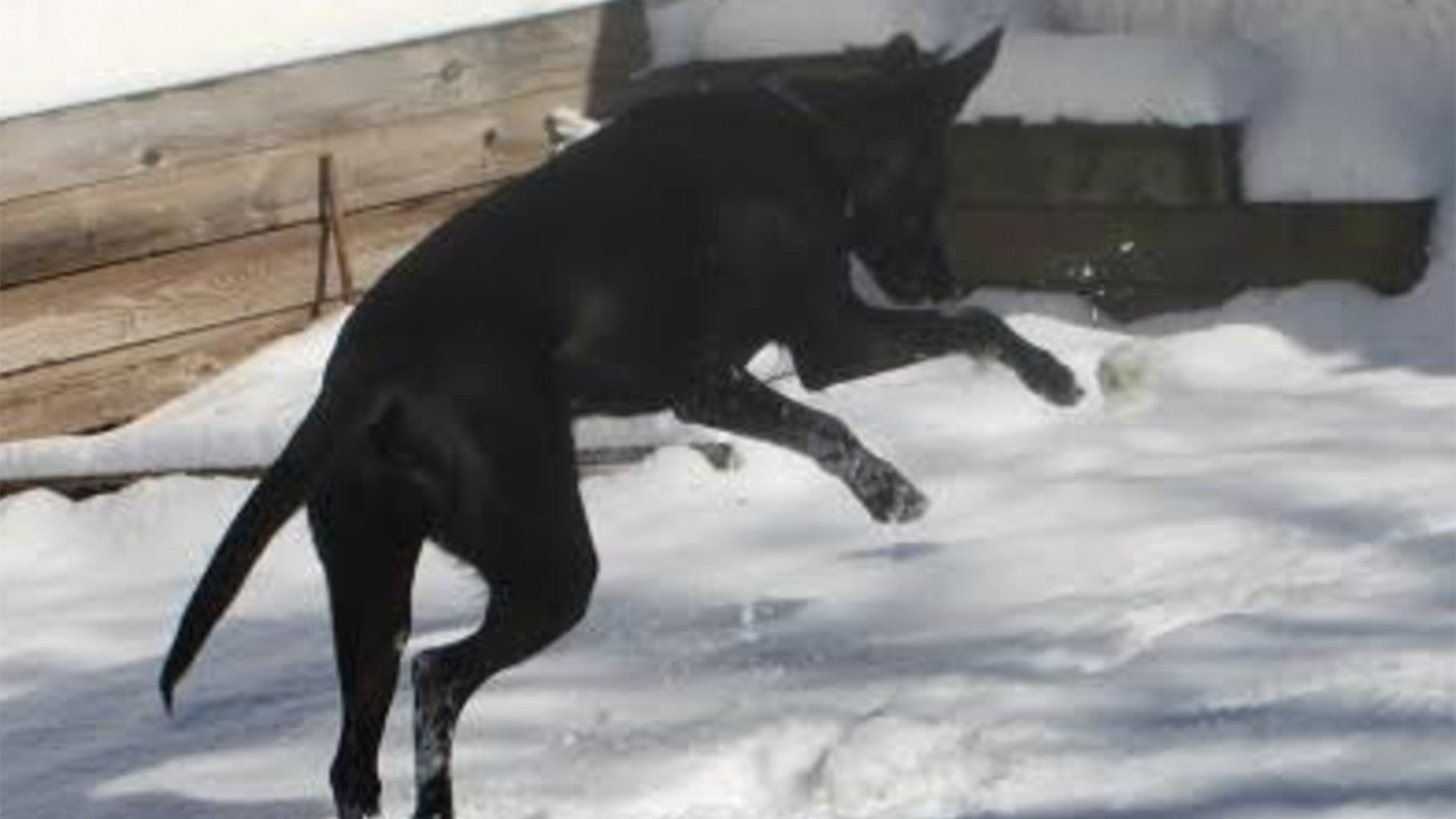 Weather Buddies: 'Ebony'