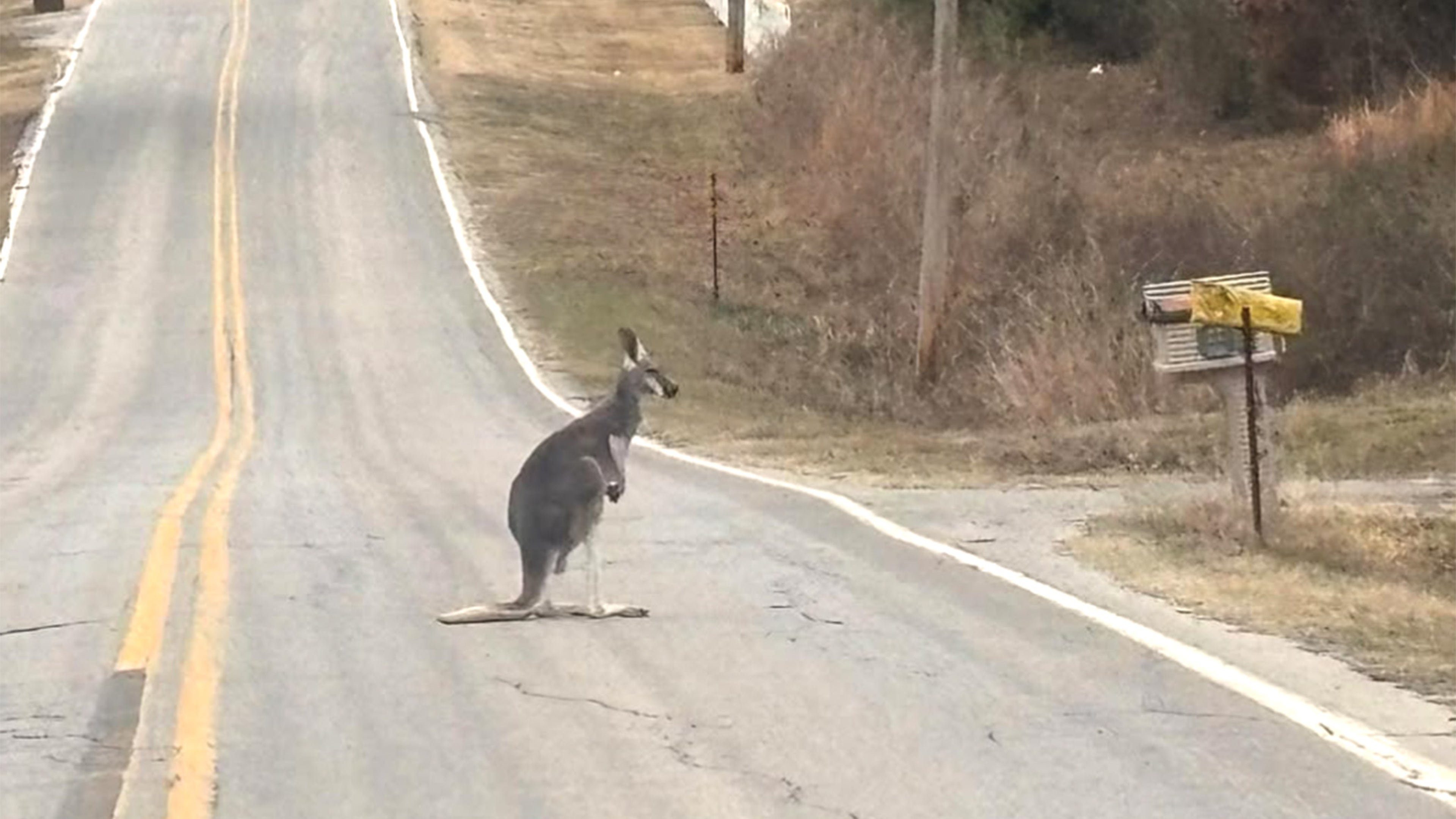 a kangaroo on the road