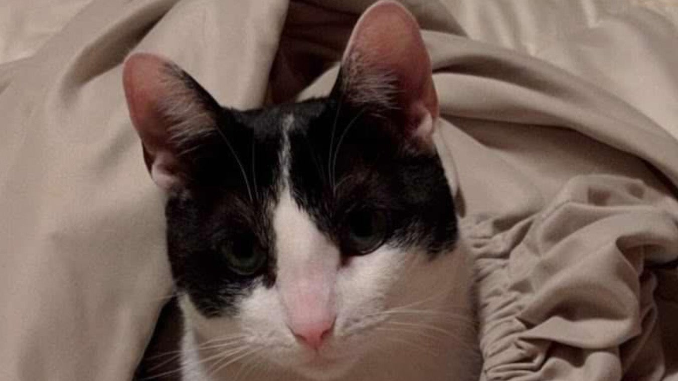 Weather Buddies: 'Kindle'