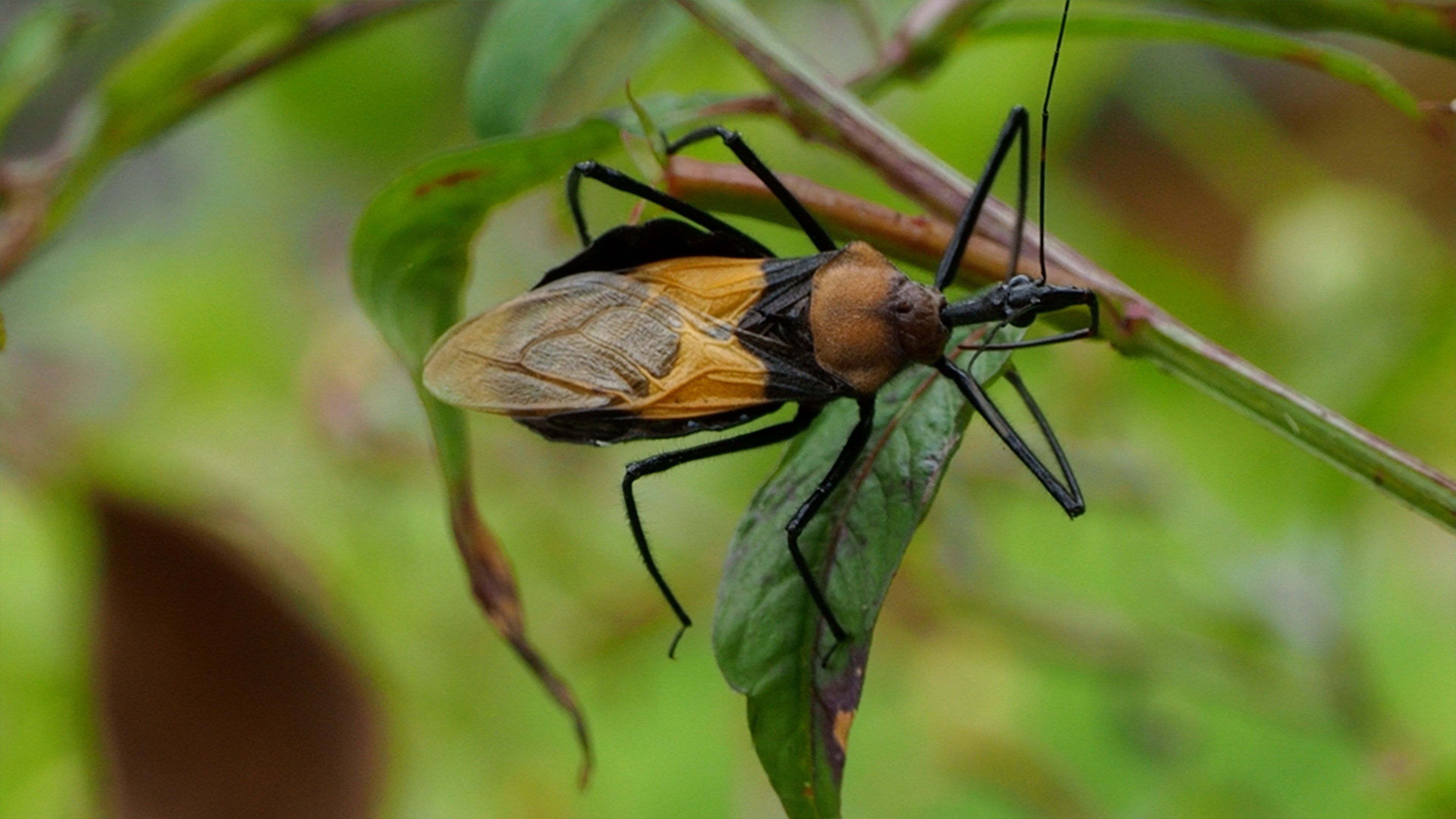 ‘Kissing Bug’ Disease Rising In US: What You Need To Know