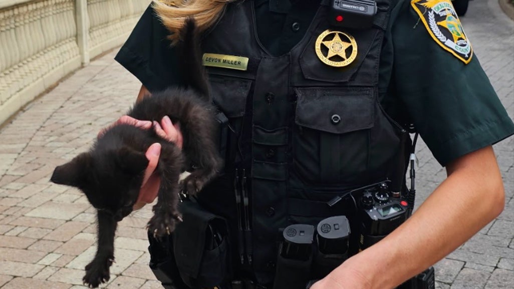 A cat being rescued by first responders