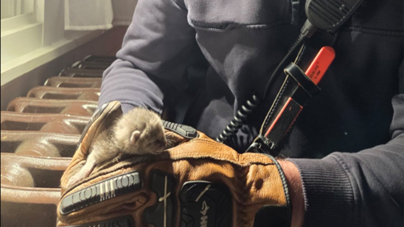 Heroic Firefighters Rescue Kitten Trapped in Radiator