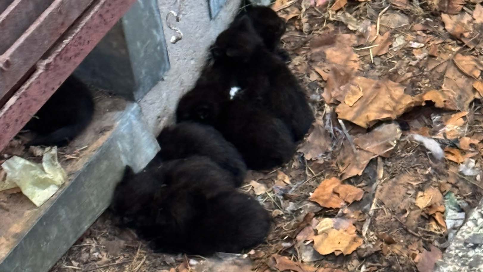 Abandoned Kittens Rescued From Storm Drain