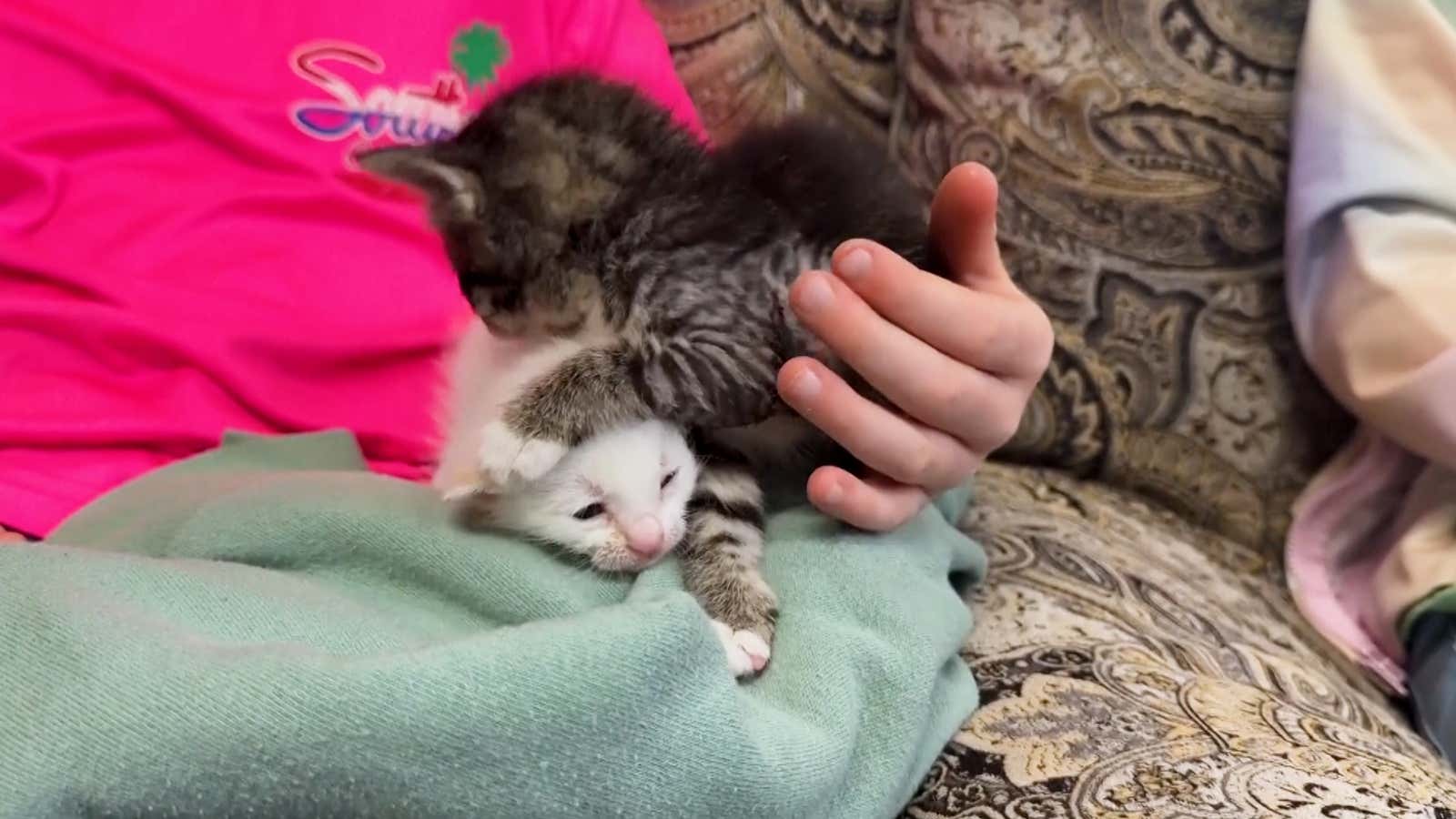 See Tiny Kittens Rescued From Mississippi Tornado Wreckage