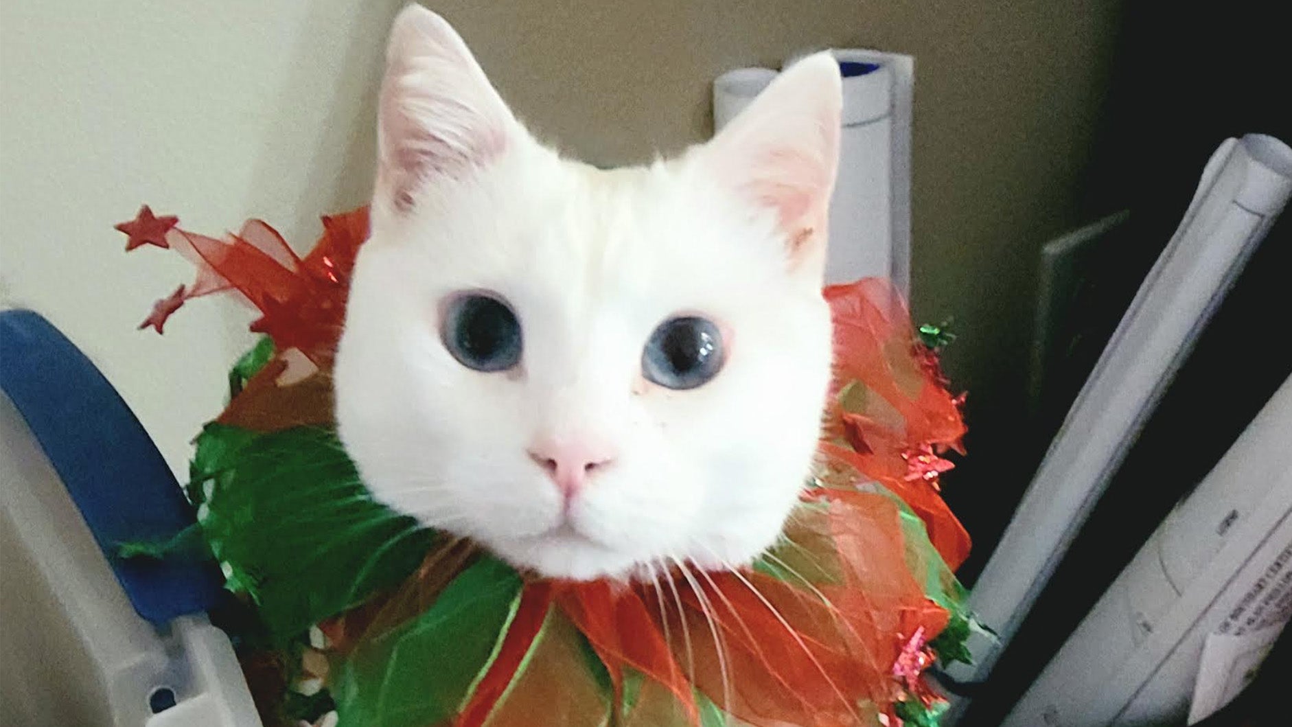 Weather Buddies: 'Sophie'