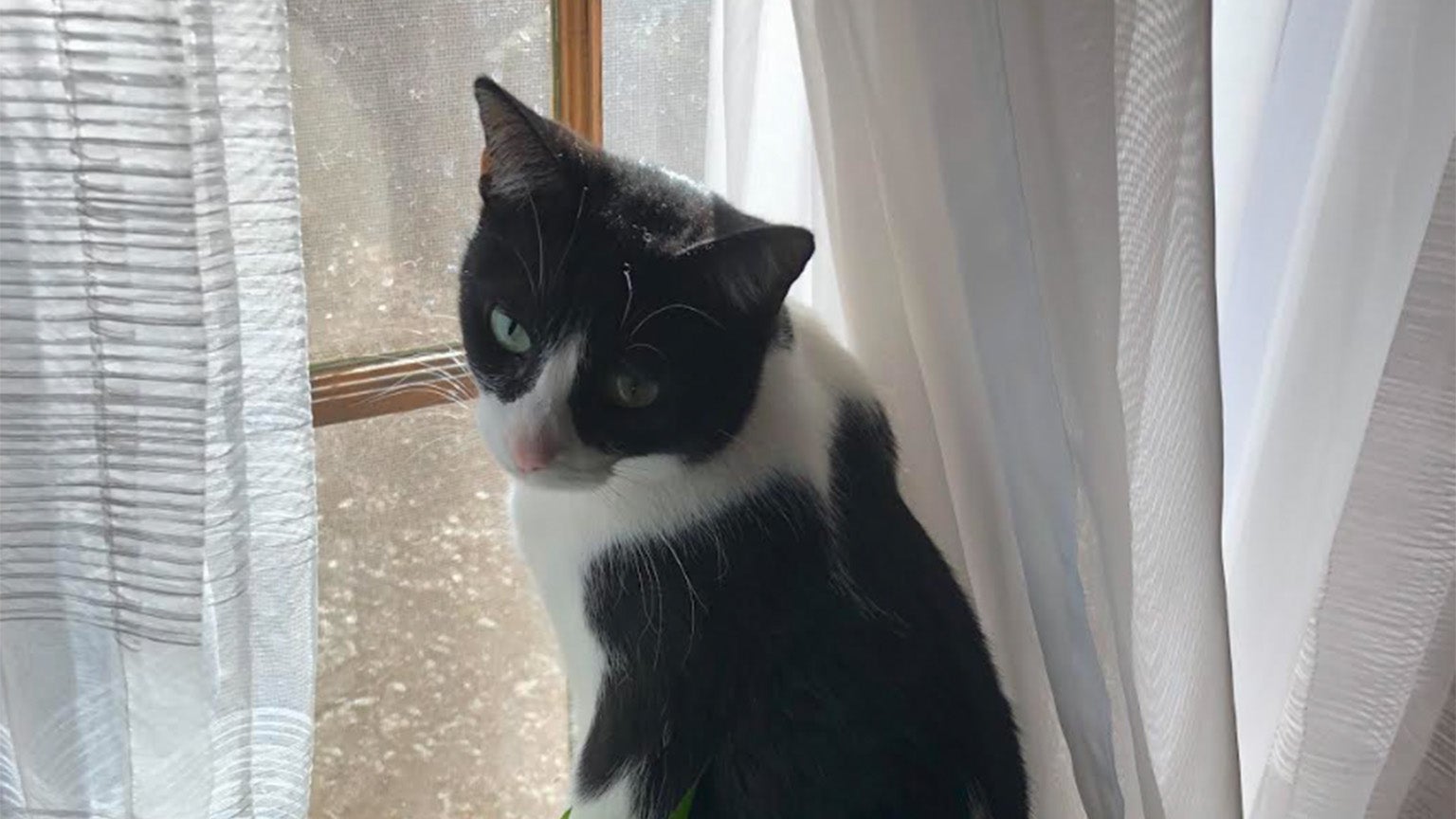 Weather Buddies: 'Kitty Girl'