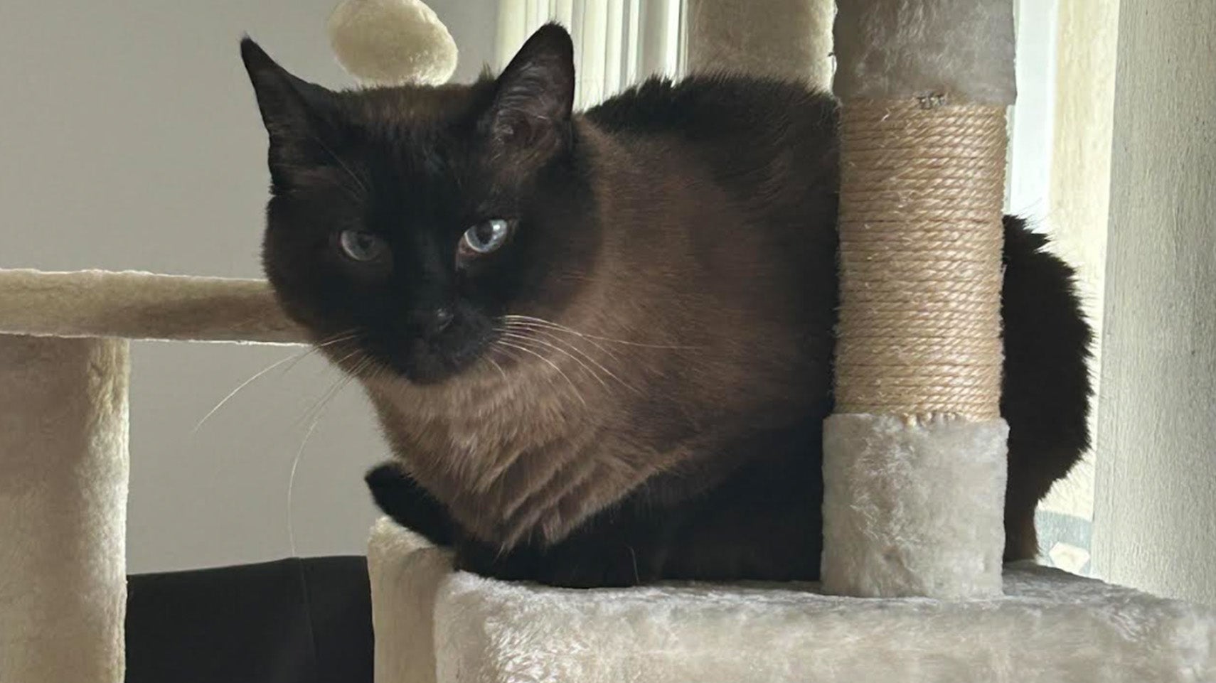 Weather Buddies: 'Kitty Purry'