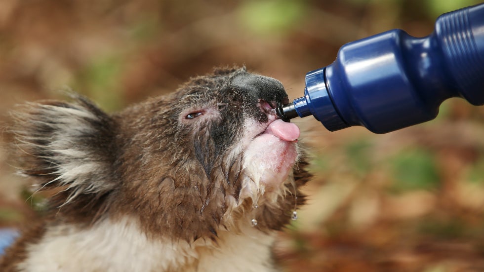 Cute Koala Orphan Frolics with Gamekeeper