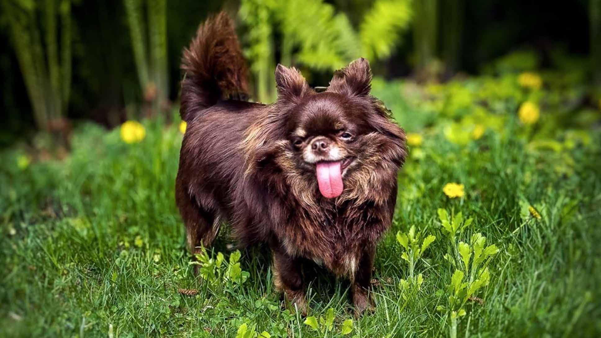 A cute brown dog with its tongue hanging out. 