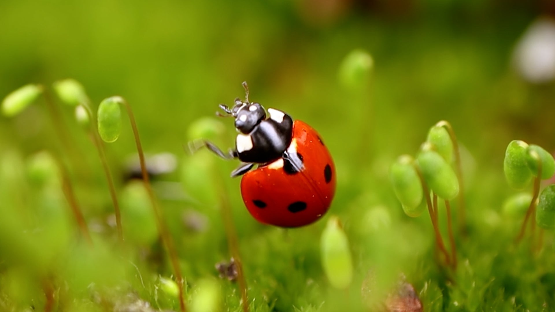 Don't Bug Out! Attract These Bugs To Help Your Garden Grow