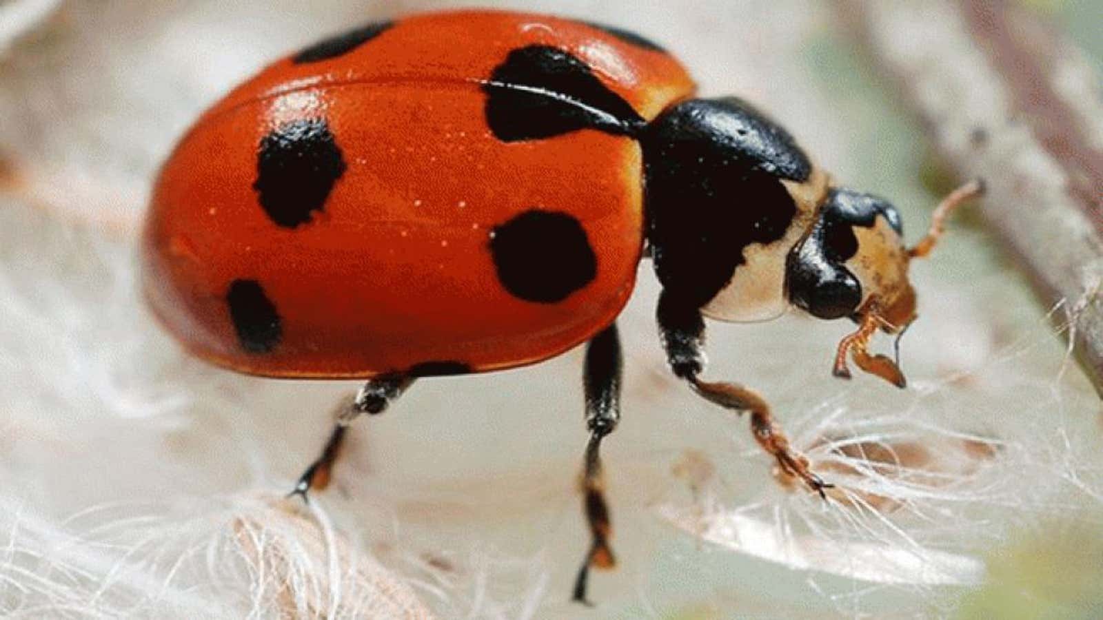 Ladybug External System Ladybugs Released in Mall of America | The Weather Channel