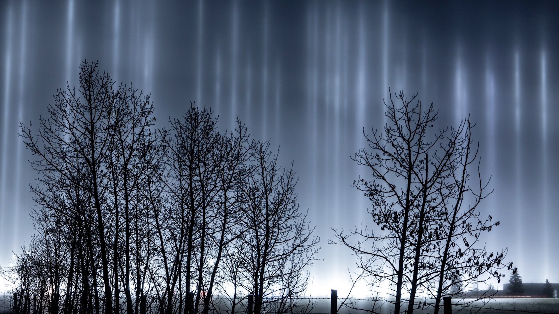 Light pillars are seen in the sky above bare trees.
