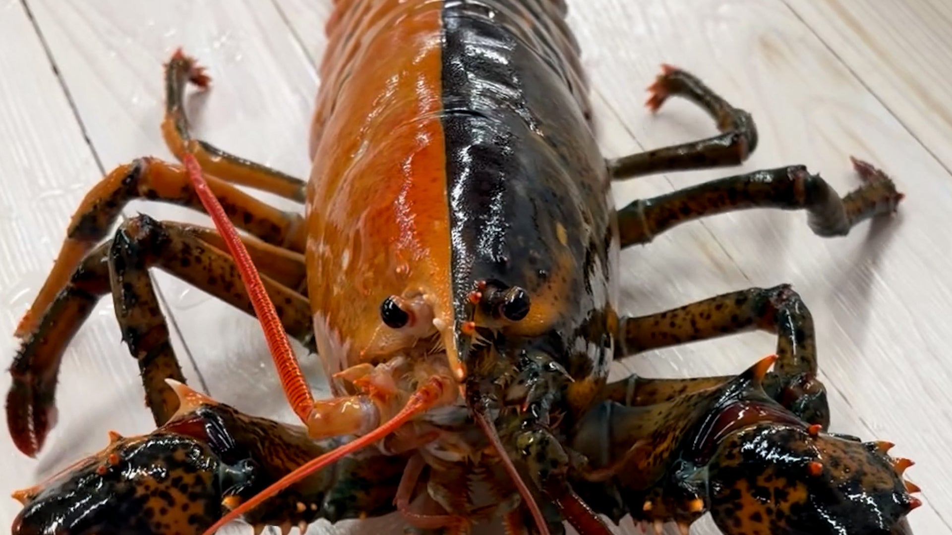 One In 50 Million: An Ultra-Rare Lobster Caught Off Cape Cod