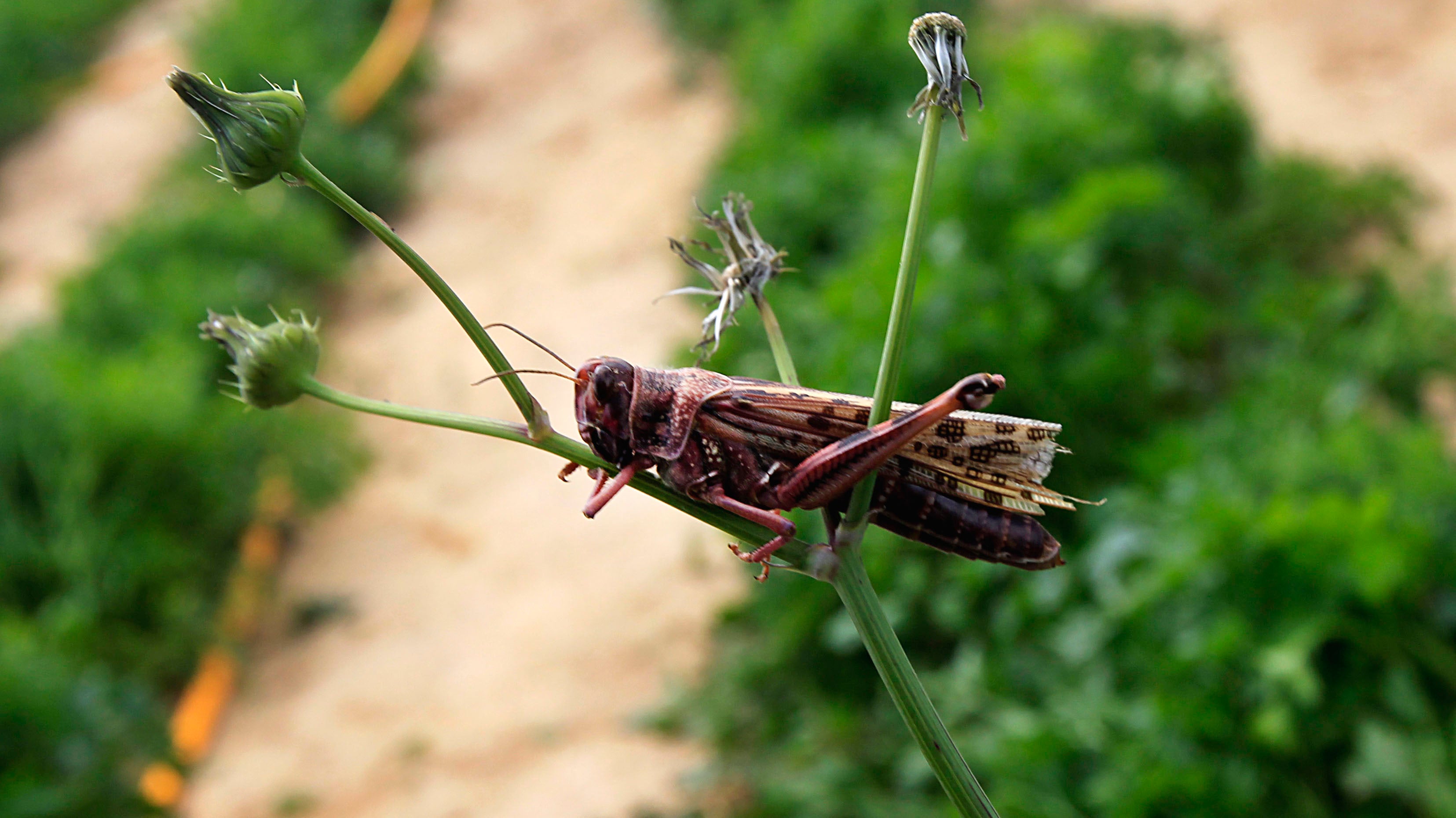 Swarms of Locusts Tormenting Middle East, Madagascar The Weather Channel
