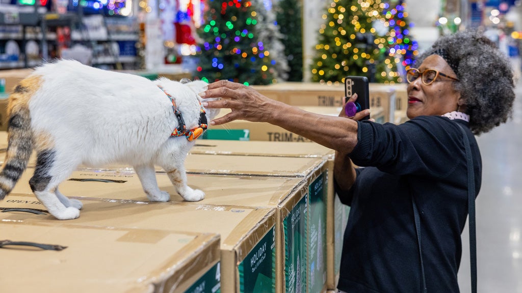 Purrfect Ending: Missing Virginia Lowe's Store Cat Finally Returns Home