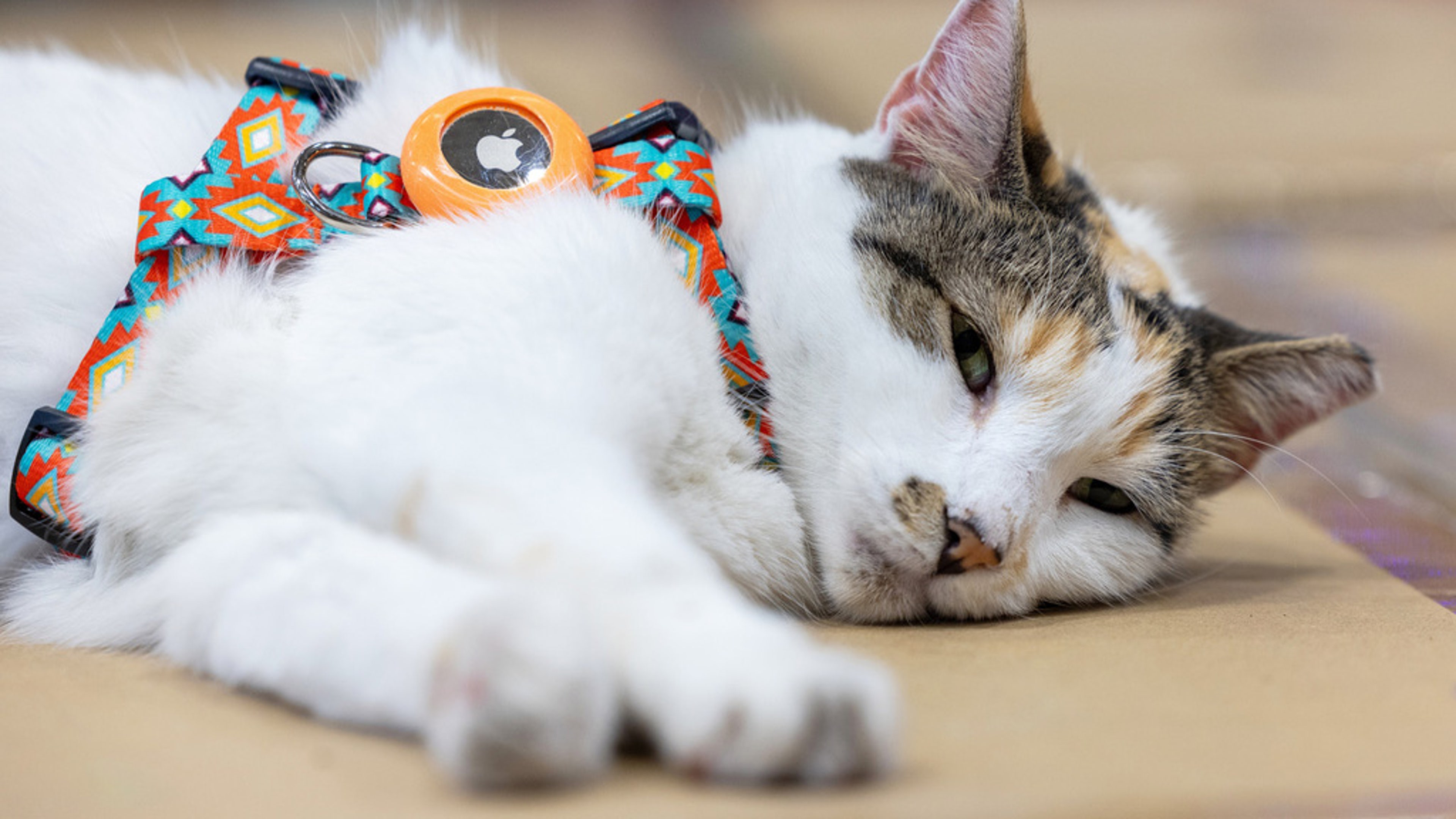 a calico cat