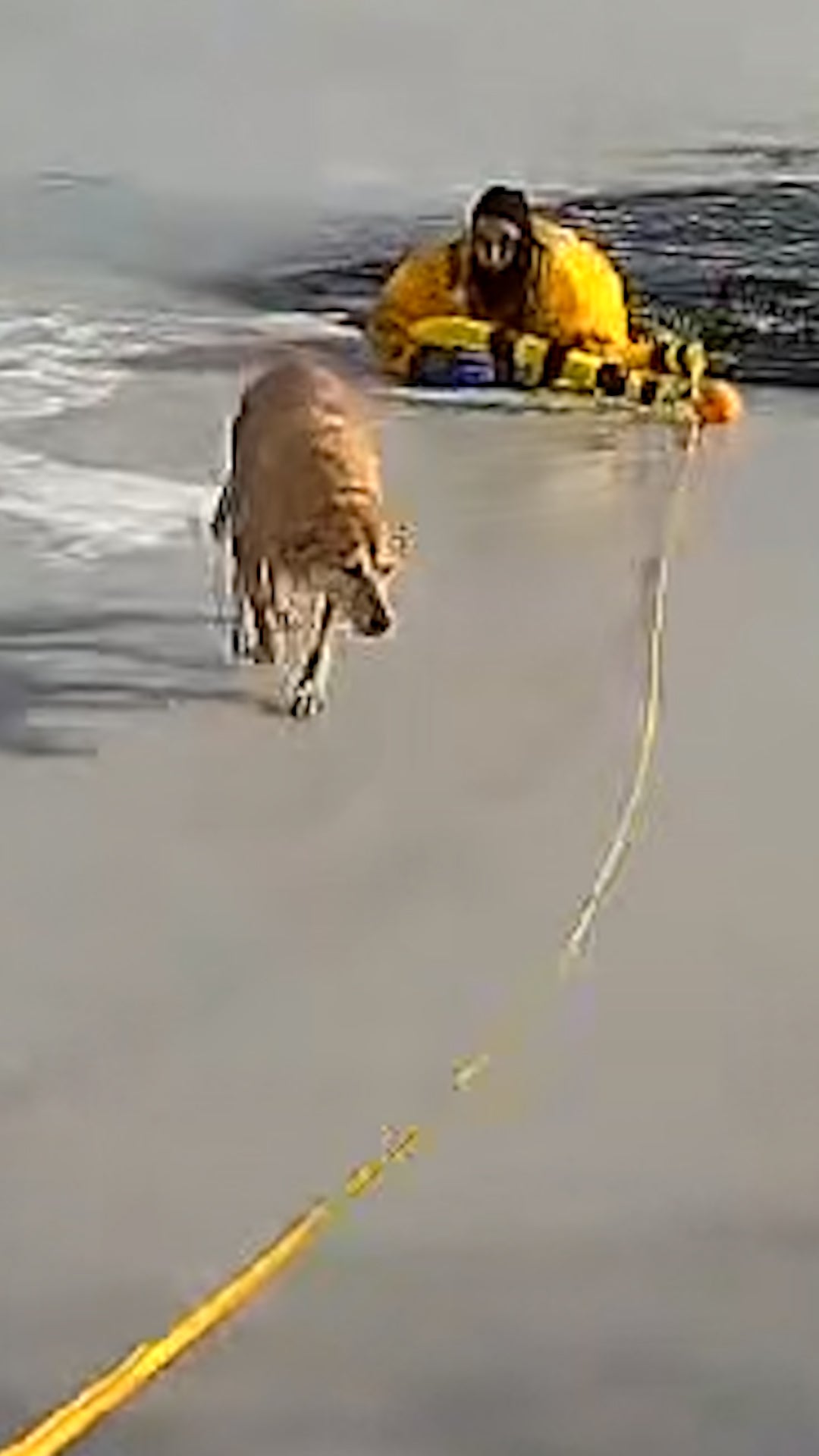 Lucky Labrador Lives