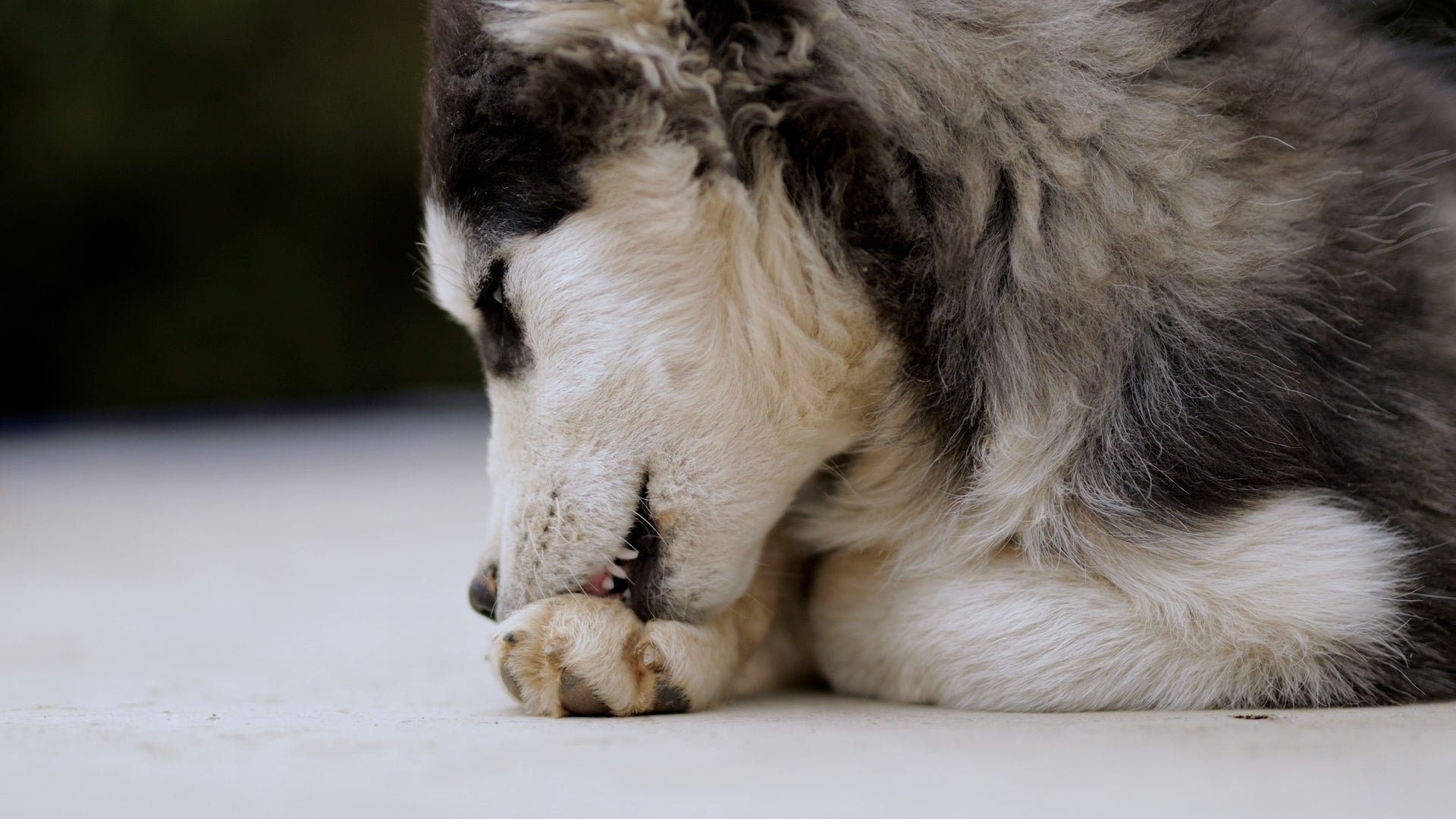 Canine Lyme Disease On The Rise