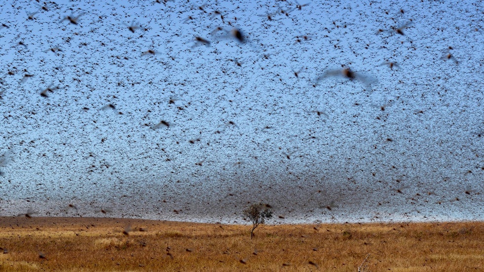 Locust Swarms Could Spell Disaster in Madagascar