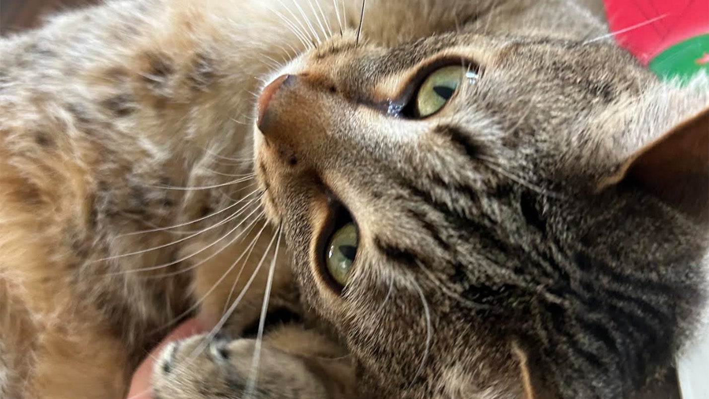 Weather Buddies: 'Mango'