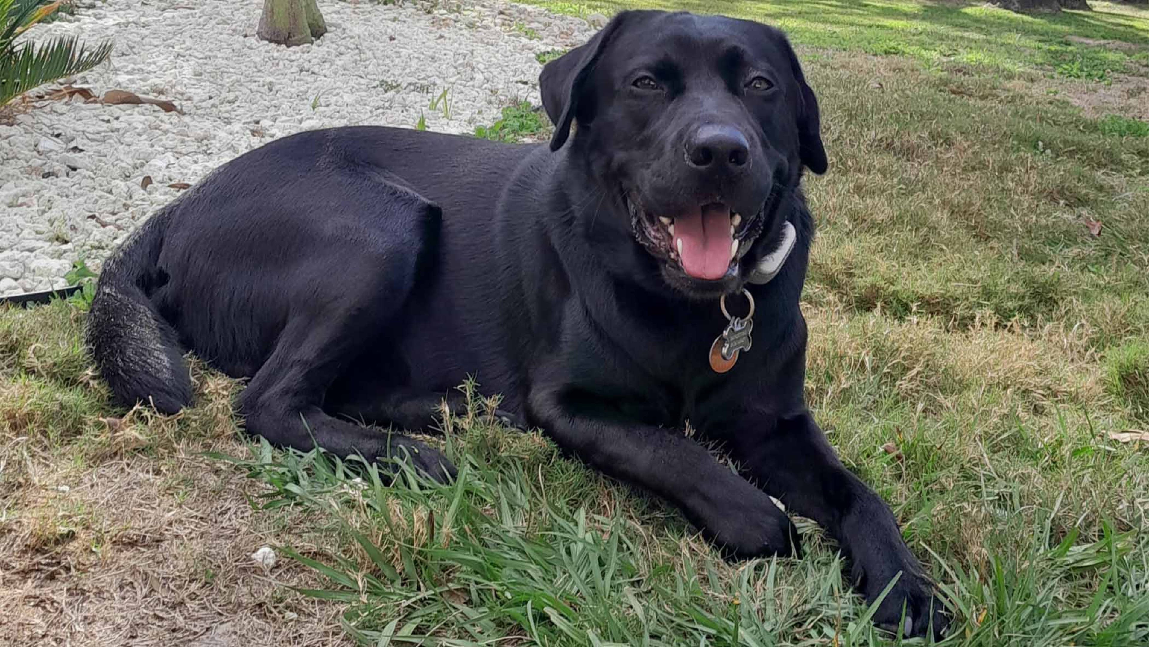a black dog