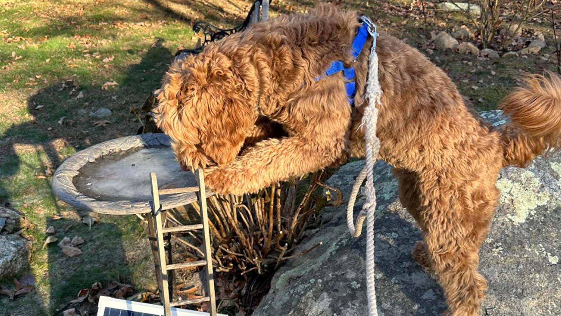 Weather Buddies: 'Matteo'