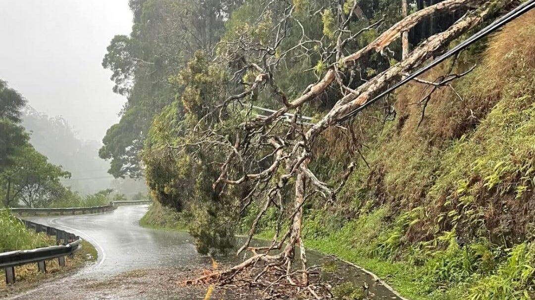 maui_tree_in_road.jpg