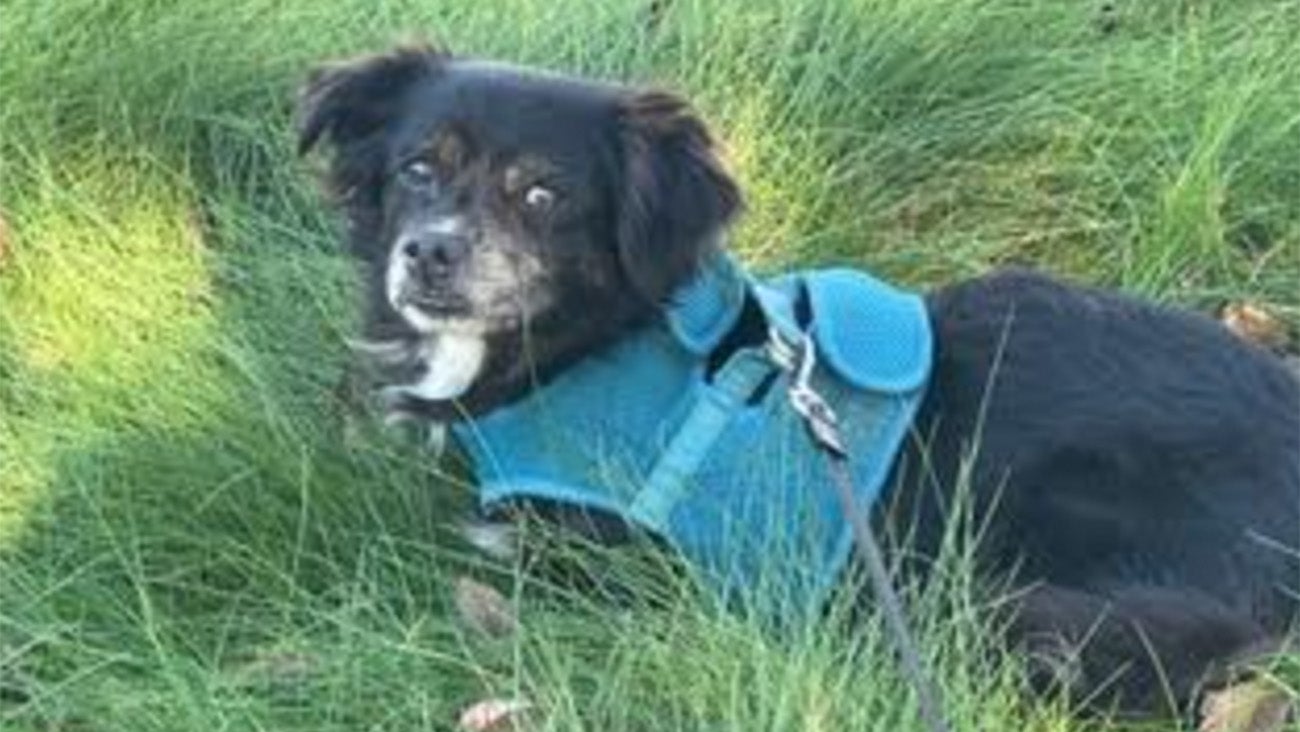 Weather Buddies: 'Max'