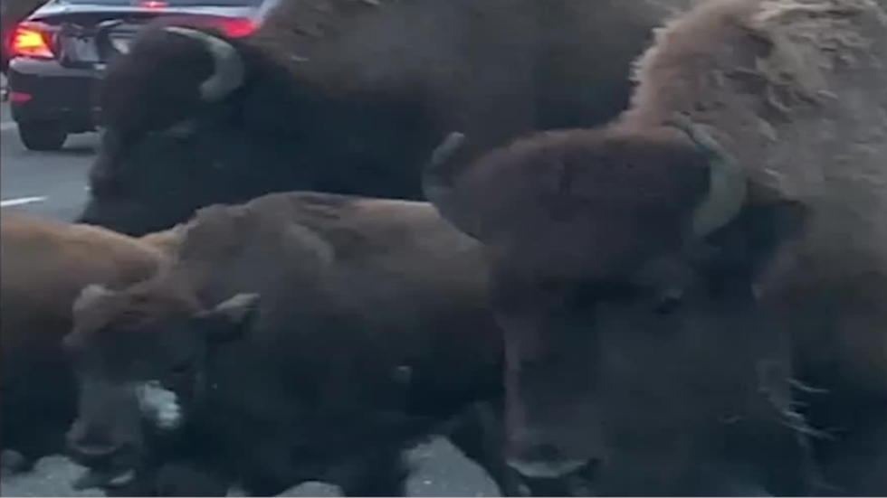 Rental Car Barely Survives Yellowstone Bison Stampede Rental Car Barely Survives Yellowstone Bison Stampede